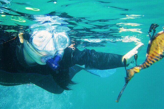 Port Phillip Bay Snorkeling with Sea Dragons - Practical Details