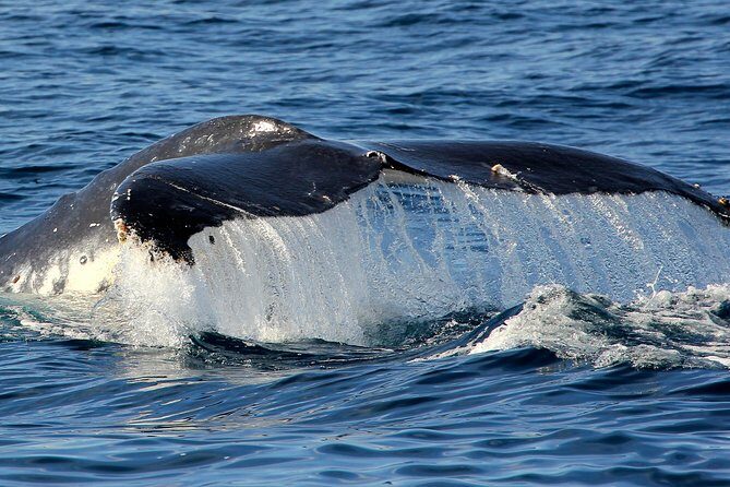 Port Stephens 3 Hour Whale and Dolphin Watch Cruise - FAQs