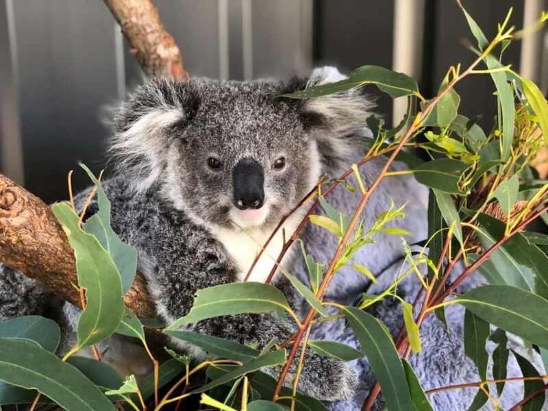 Port Stephens: Dolphin Cruise, Lunch, Koalas & Sandboarding - Key Points