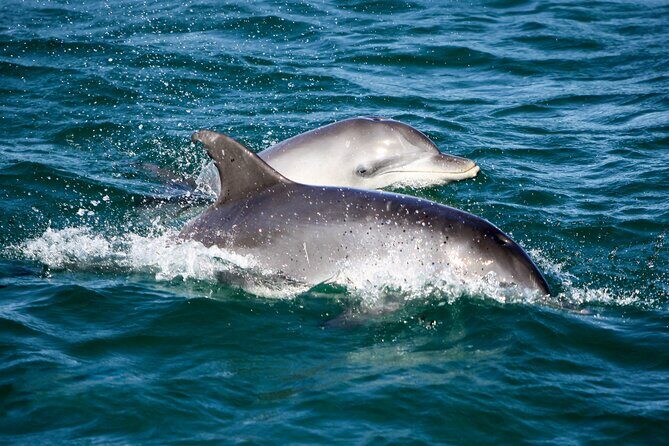 Port Stephens: Dolphin Discovery Cruise - An In-Depth Look at the Port Stephens Dolphin Discovery Cruise