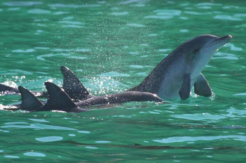 Port Stephens: Dolphin Discovery Cruise - An Honest Look at the Port Stephens Dolphin Cruise