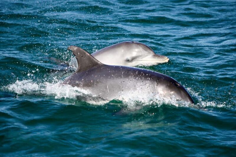 Port Stephens: Dolphin Discovery Cruise - Summary