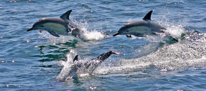 Port Stephens: Dolphin, Lunch, Koalas&Sandboarding -Mandarin - Who Will Love This Tour?