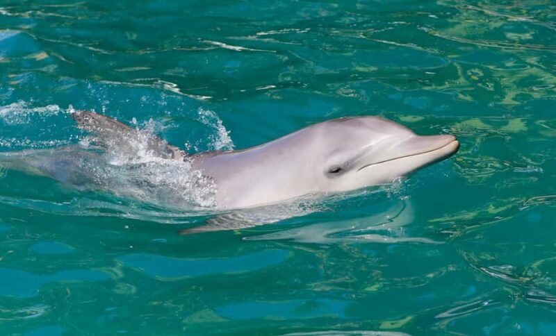 Port Stephens: Dolphin Watch Cruise with Swimming and Slides - Water Activities: Slides, Boom Nets, and Splashing Fun