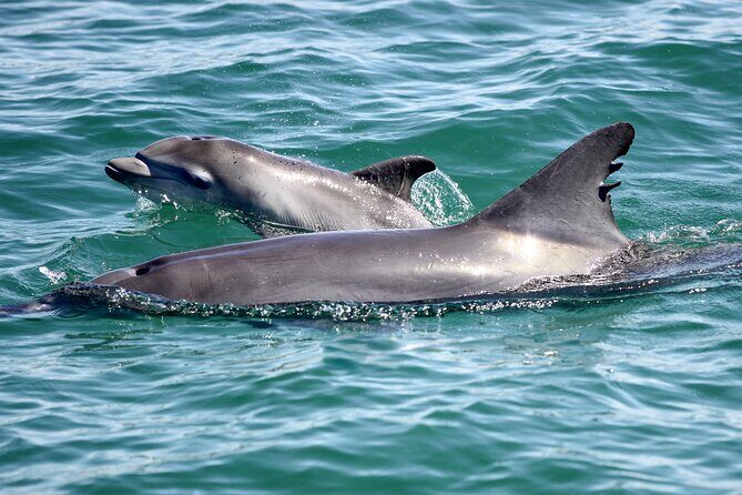 Port Stephens: Dolphin Watch Eco Adventure - Why the Guides Matter