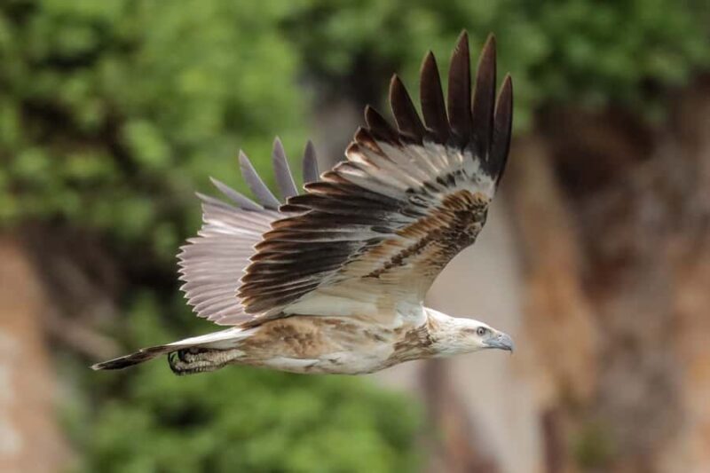 Port Stephens: Port Stephens Island Snorkel Adventure Cruise - Key Points