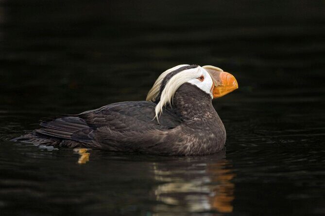 Port Townsend Wildlife Watching Cruise - Practical Tips for Your Trip