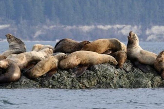Port Townsend Wildlife Watching Cruise - Who Should Book This Tour?