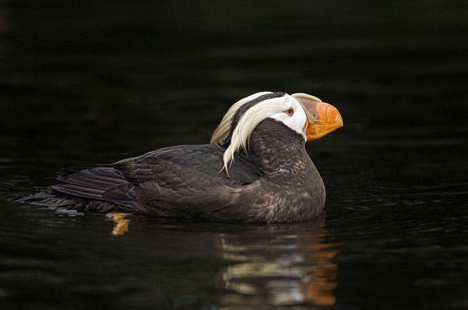 Port Townsend Wildlife Watching Cruise - FAQs