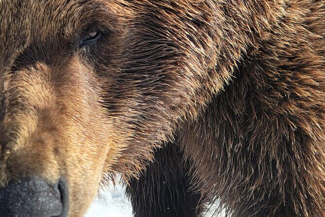 Port Whittier Day Tour - Wilderness, Wildlife & Ring of Glaciers - The Sum Up: Is This Tour Right for You?
