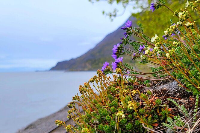 Port Whittier Day Tour - Wilderness, Wildlife & Ring of Glaciers - Final Thoughts