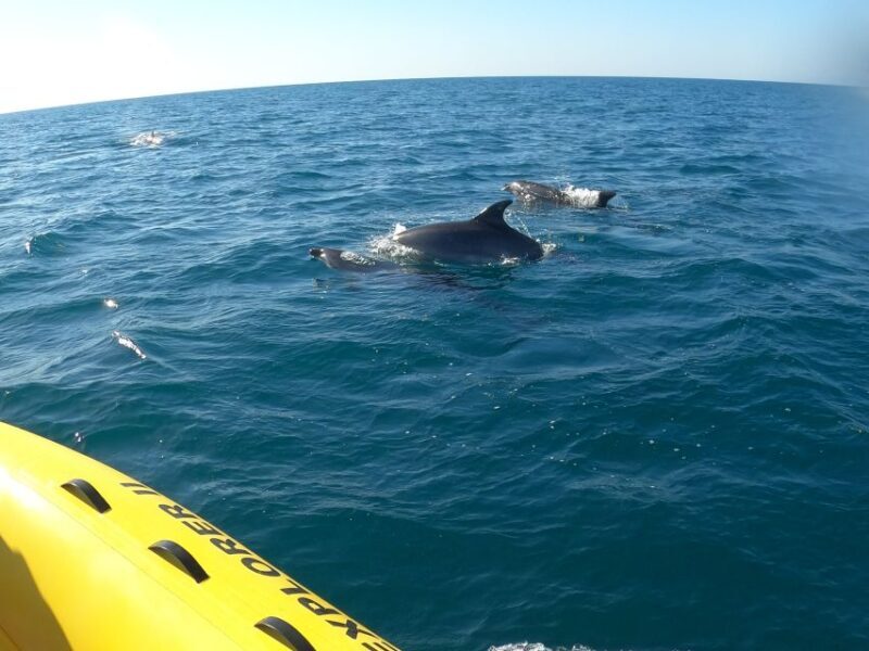 Portimão: 2-Hour Dolphin Watching Boat Tour - Introduction