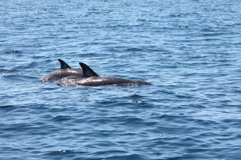 Portimão: 2-Hour Dolphin Watching Boat Tour - The Experience: Details and Insights