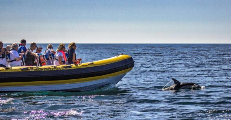 Portimão: 2-Hour Dolphin Watching Boat Tour - Authentic Experiences from Fellow Travelers