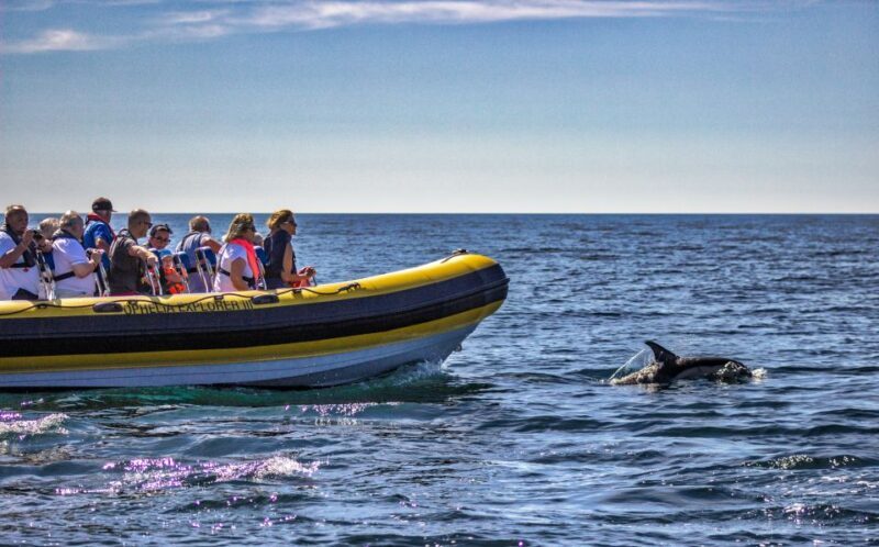 Portimão: 2-Hour Dolphin Watching Boat Tour - Who is This Tour Best For?