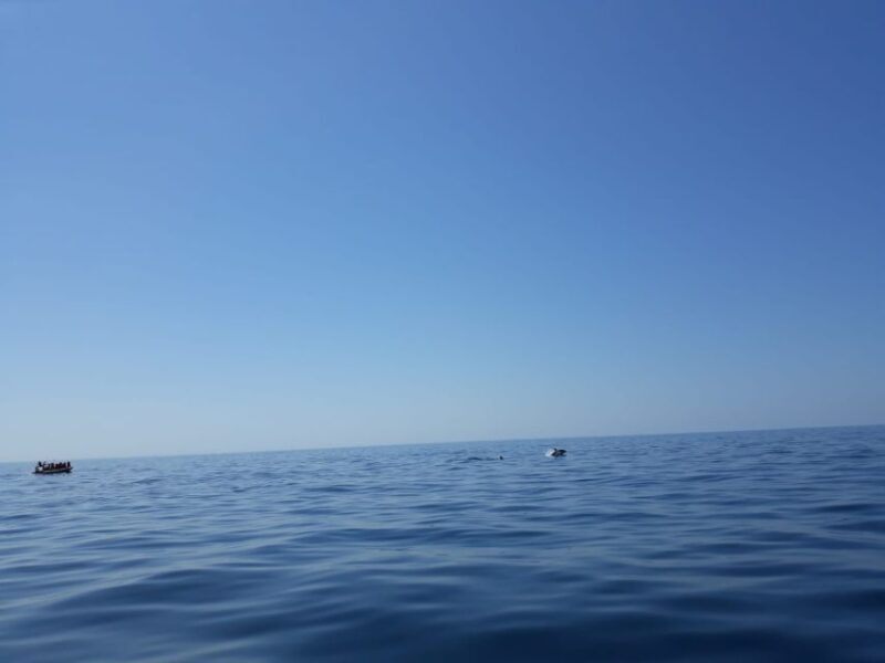 Portimão: Dophin Watching on the Algarve Coast - Who Will Love This Tour?