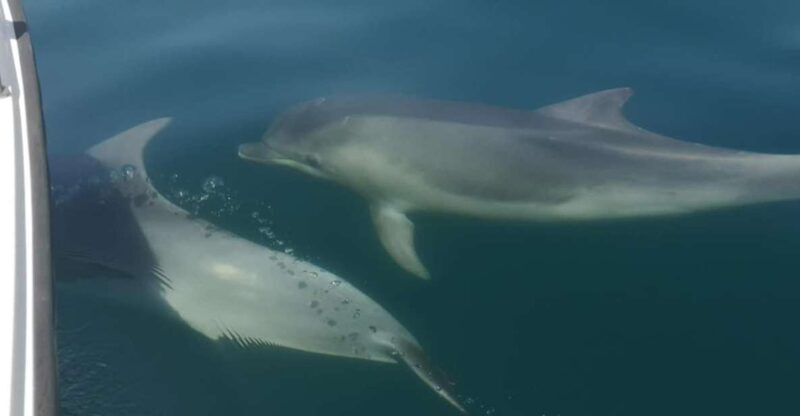 Portimão: Sunrise Private Tour - What Reviewers Say