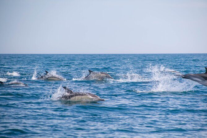 Portimão:Embark on NatureBenagil and DolphinsBiologist on board - Who Will Love This Tour?