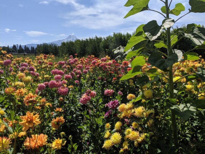 Portland: Mt. Hood Day Tour - FAQ