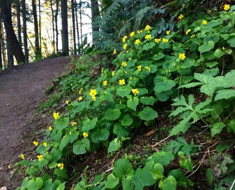Portland Oregon: Forest Park Guided Hike with Witches Castle - Value and Who This Tour Is Best For