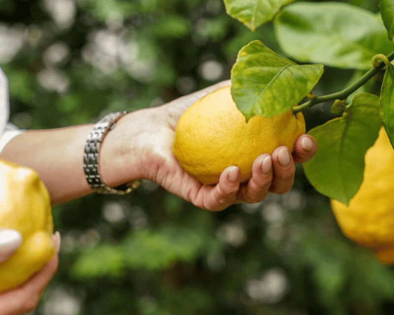 Porto center- Workshop A nata do BJ making pasteis de nata - An Authentic, Delicious Journey into Portuguese Pastry