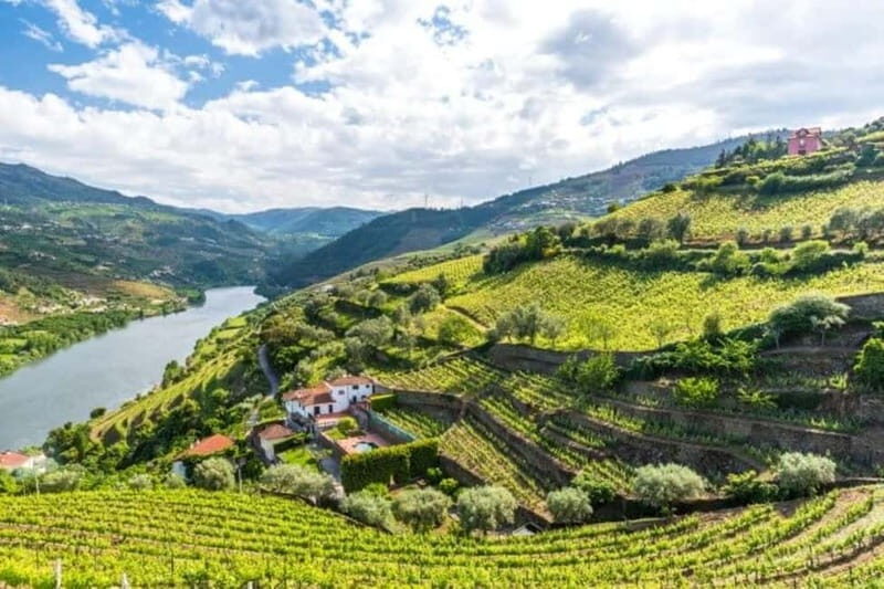 Porto: Dão Wineries Tour with Wine Tasting, Lunch and Cheese - A Deep Dive into the Dão Wineries Tour