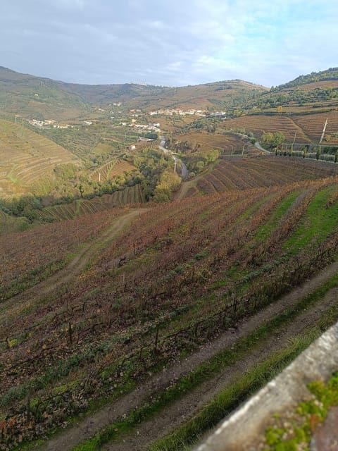 Porto: Douro valley 2 farms with wine tasting and lunch - Key Points