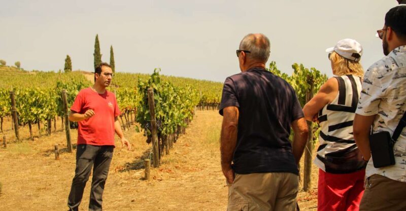 Porto: Douro Valley History & Wine Tour with Cruise & Lunch - What You Can Expect from the Tour