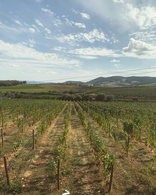 Porto: Douro Valley Tour w/ 3 Tastings, Lunch, & Opt. Cruise - FAQs