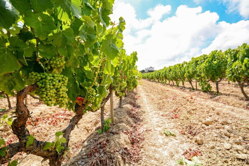 Porto: Douro Valley Wine & History Tour with Cruise & Lunch - Exploring the Douro Valley: A Region Like No Other