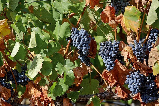 Porto: Douro Valley Wine Tour Including Lunch - Final Thoughts: Is This Tour Right for You?