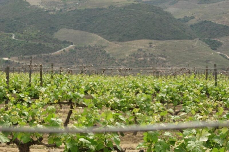 Porto: Douro Valley Wine Tour - FAQ