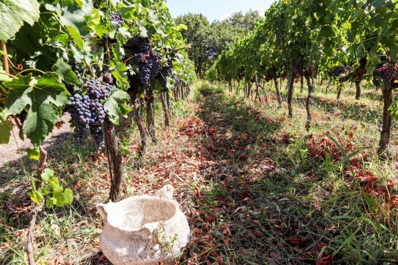 Porto: Douro Valley Wine Tour with a Sommelier & Boat Trip - FAQ