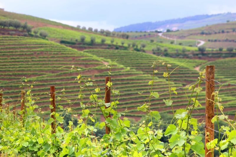 Porto: Douro Valley Wine Tour with Lunch, Tastings & Cruise - Who Would Enjoy This Tour?