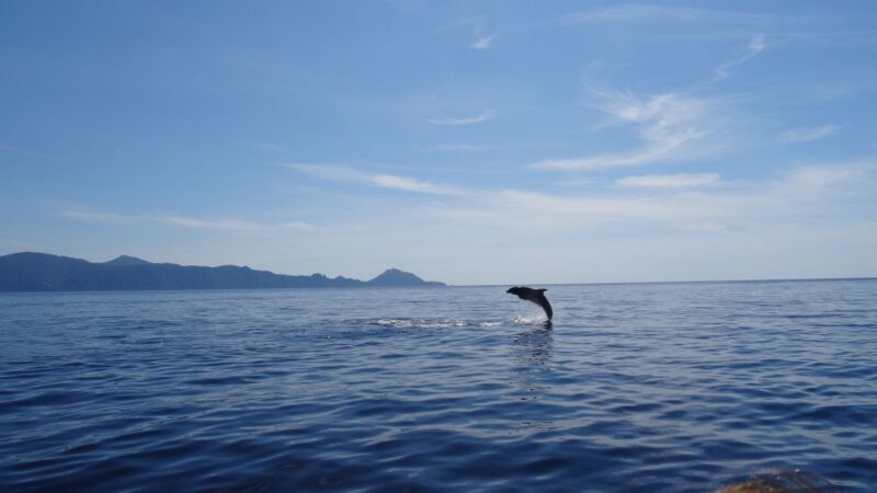 Porto: Half-Day Cruise Scandola Reserve & Calanche de Piana - Key Points