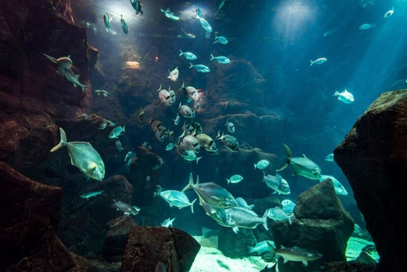 Porto Moniz: Diving with Sharks and Rays in Madeira Aquarium - Practical Details & Considerations