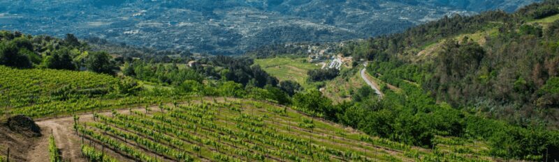 Porto: Private Green Wine Tour: Visit 2 Wine Estates & Lunch - An In-Depth Look at the Tour Experience