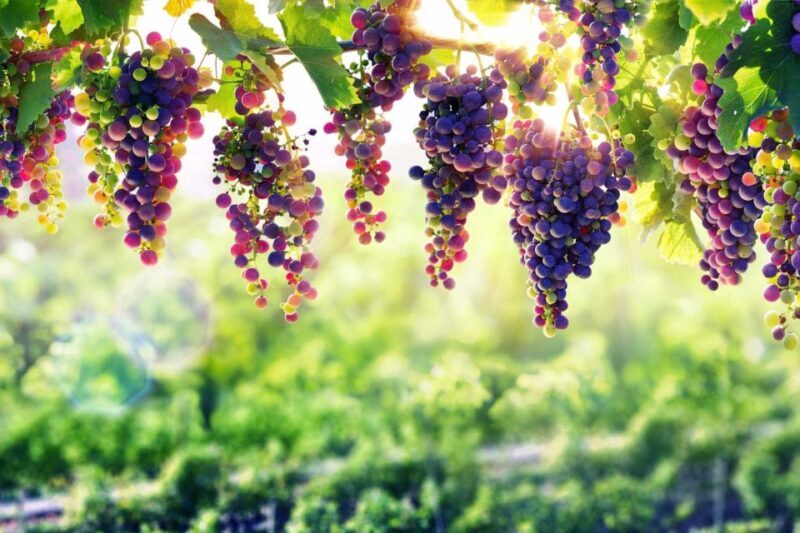 Porto: Private Tour - Wineries, Tastings, Picnic, boat trip - An In-Depth Look at the Tour Experience