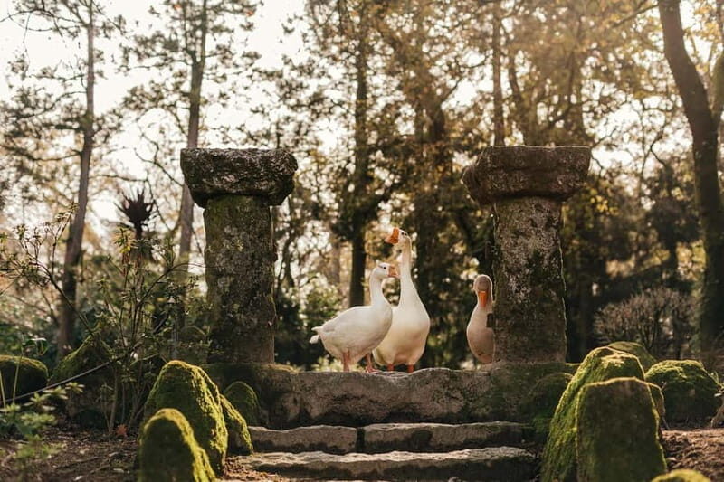 Porto: Qta da Aveleda Enchanted Gardens & Green Wine - Practical Details and Experience Quality