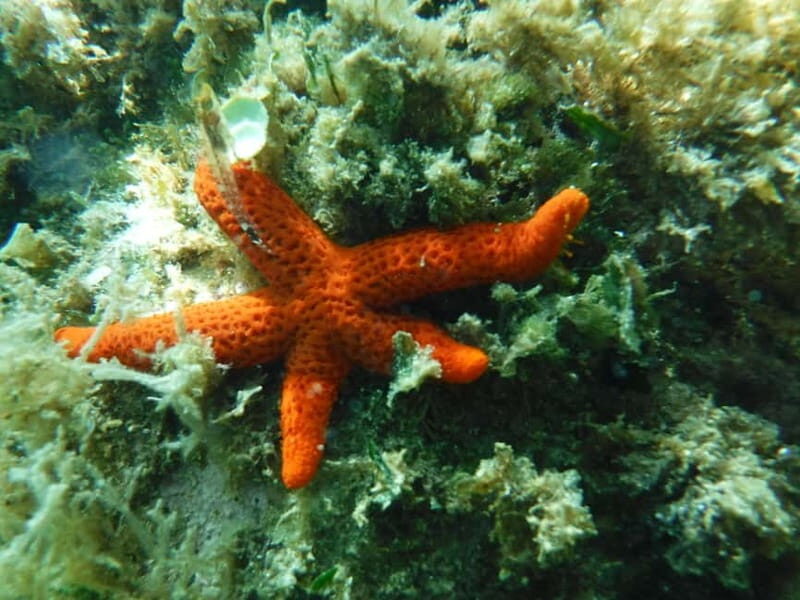 Porto Torres: Snorkeling in Balai Bay - Who Will Enjoy This Tour?