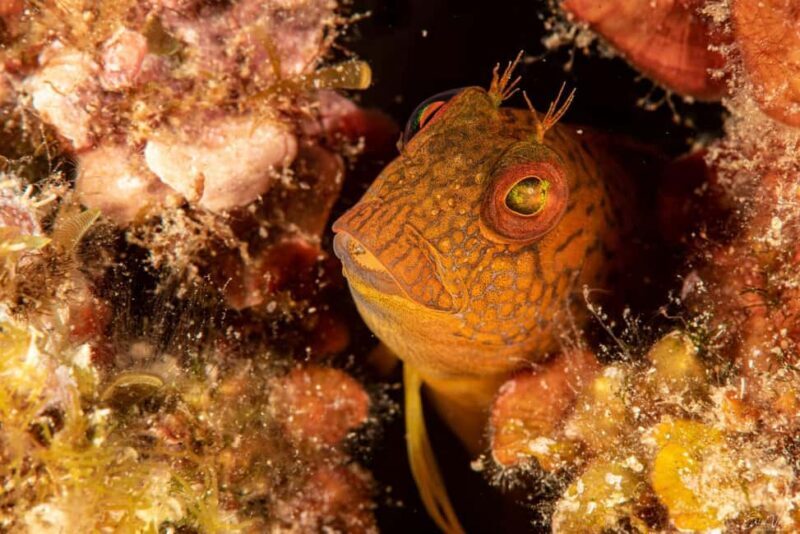Porto-Vecchio: beginner diving in the Cerbicale Islands in the reserve - What to Expect During the Experience