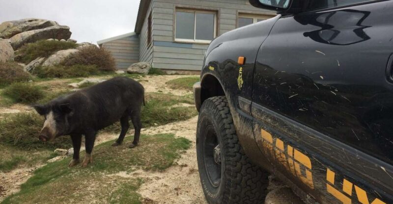 Porto Vecchio: Cuscionu Plateau & Alta Rocca 4x4 Tour - A Complete Breakdown of the Tour