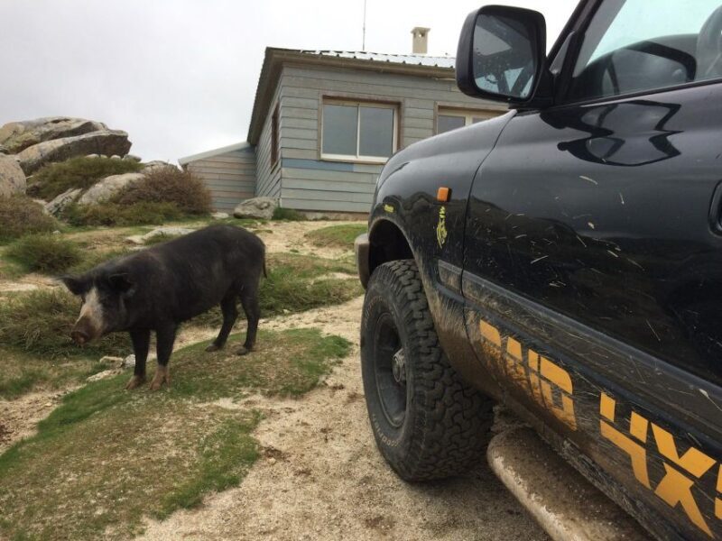 Porto Vecchio: Cuscionu Plateau & Alta Rocca 4x4 Tour - Why We Think It’s Worth It