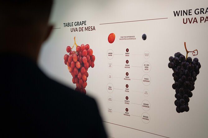 Porto: Wine Experience Musem with 3 Wine Tastings - Authentic Reviewer Insights