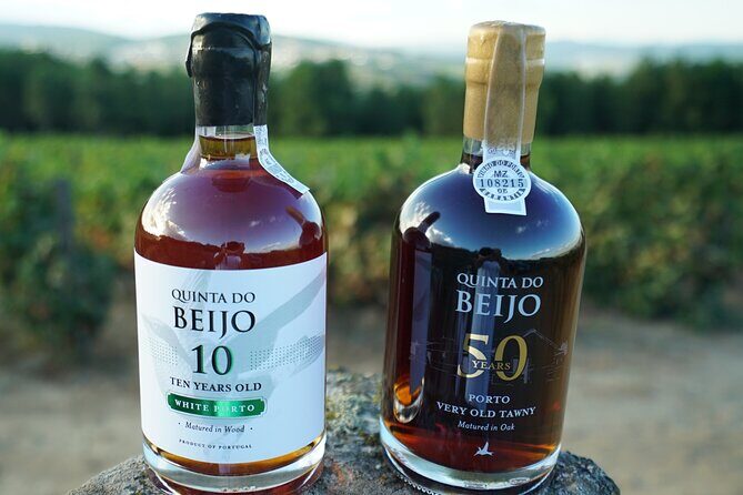 Porto Wine Tasting with GUIDED TOUR - Insights From Guest Reviews