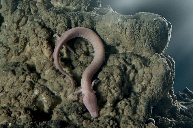 Postojna Cave & Predjama Castle from Trieste - FAQ