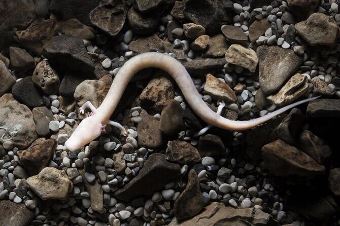 Postojna Cave & Predjama Castle - Private & Relaxed Experience - Why This Tour Works