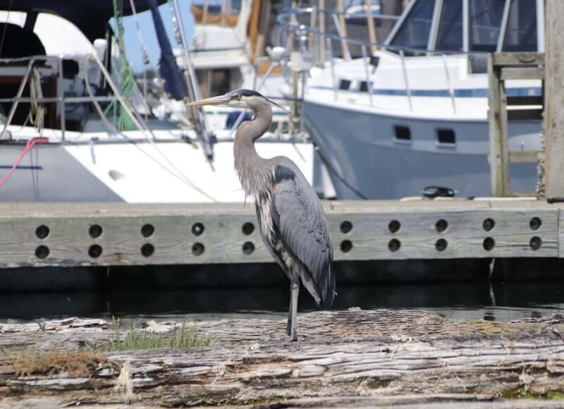 Poulsbo: Liberty Bay Guided Kayak Tour with Wildlife - Practical Aspects and Group Dynamics