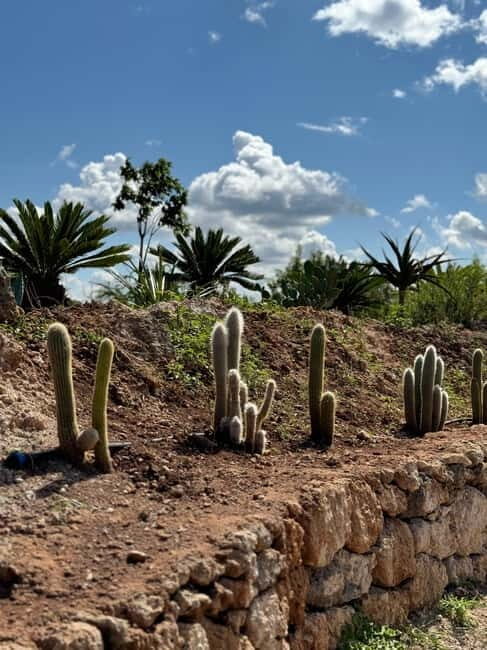Pozzo Faceto: botanical garden - Exploring Pozzo Faceto: A Unique Botanical Journey in Apulia