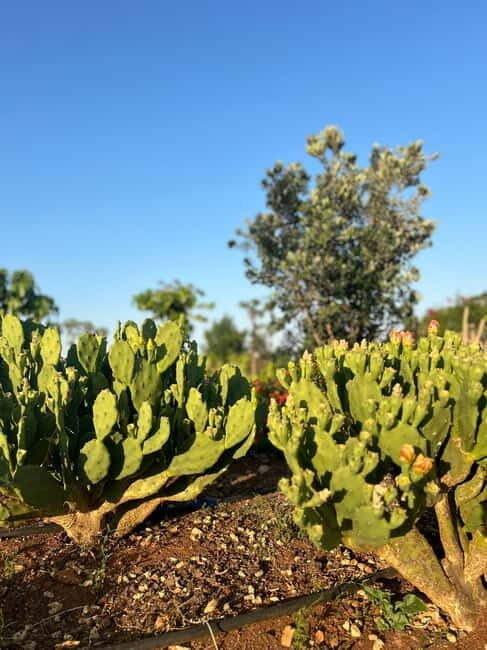 Pozzo Faceto: botanical garden - Key Points